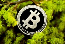 a bit coin hanging from a tree branch